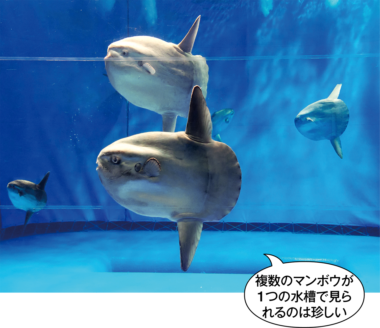 アクアワールド茨城県大洗水族館 アクアワールド茨城県大洗水族館公式