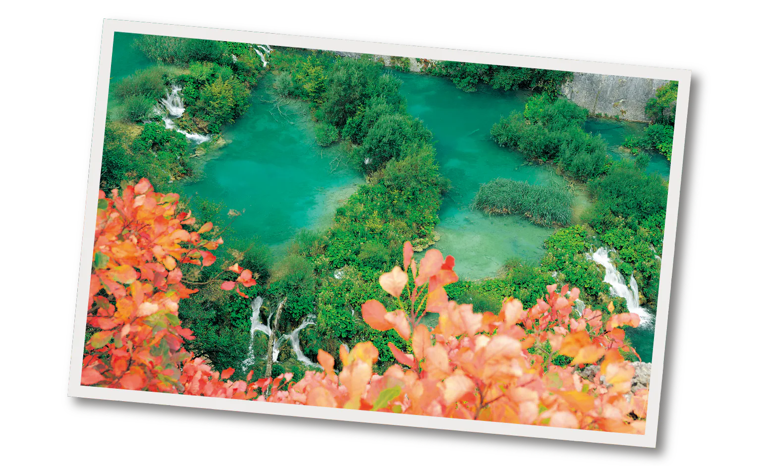 カエデやウルシの画像