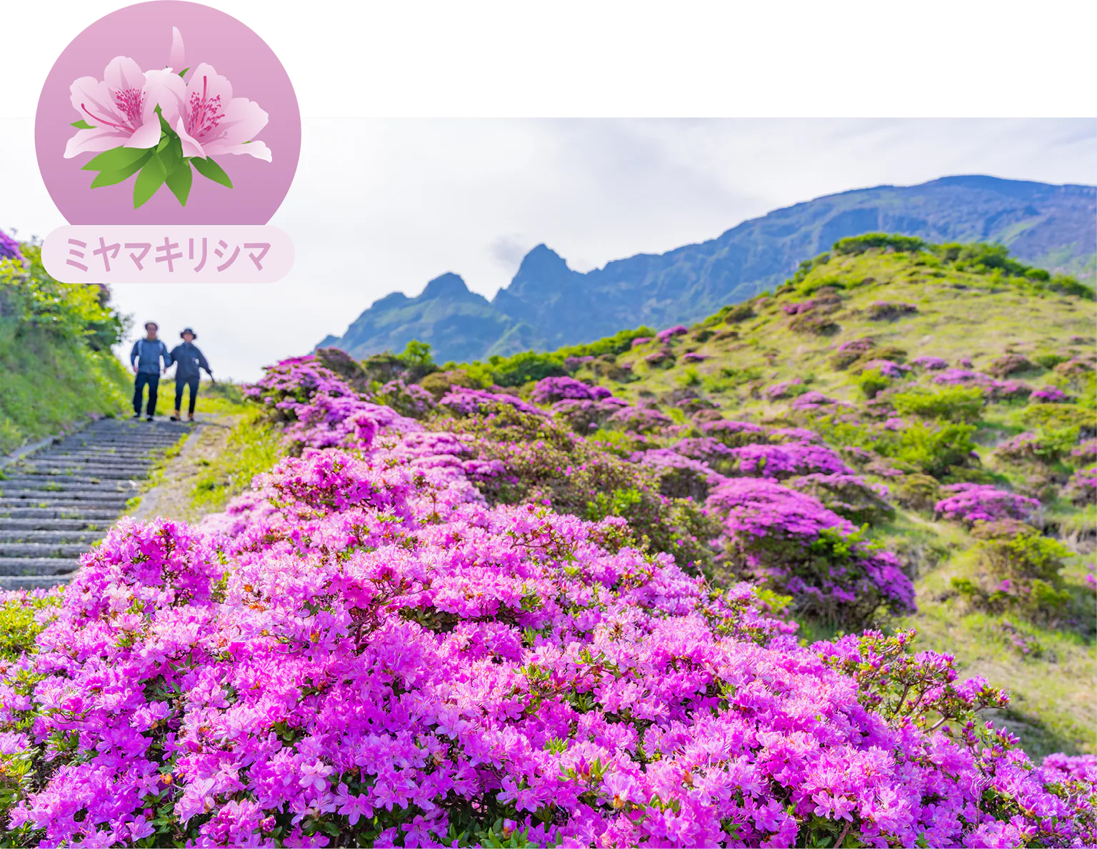 ミヤマキリシマの画像