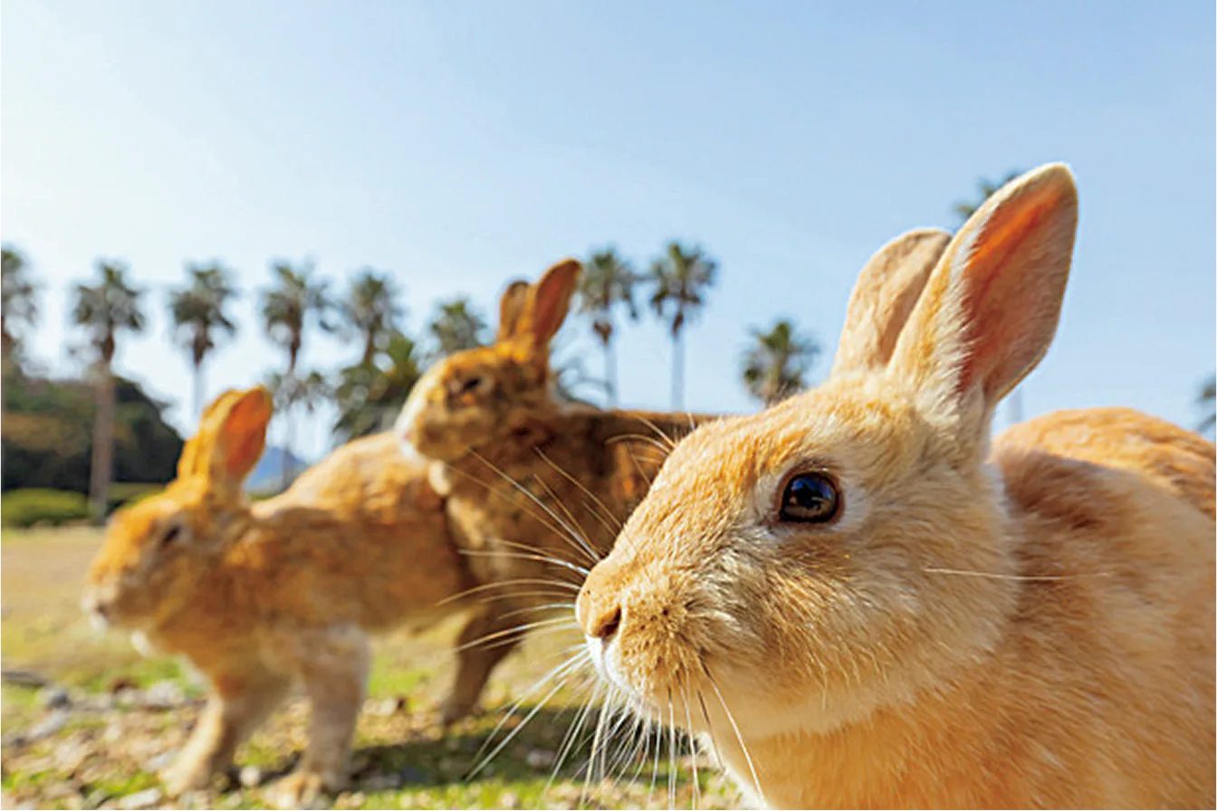 大久野島の画像