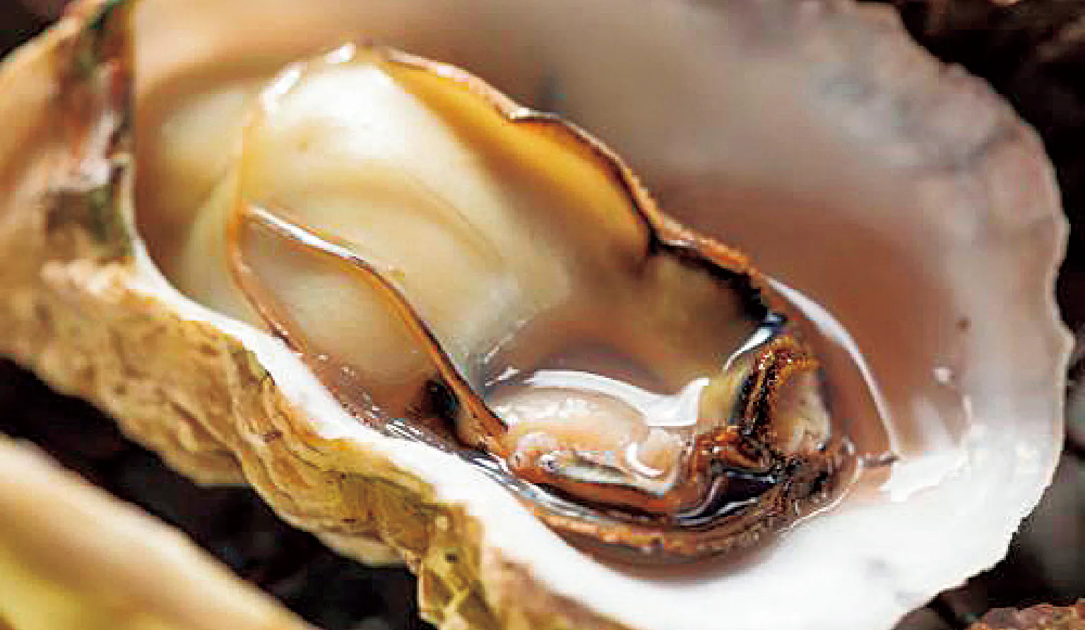 九十九島かきの画像