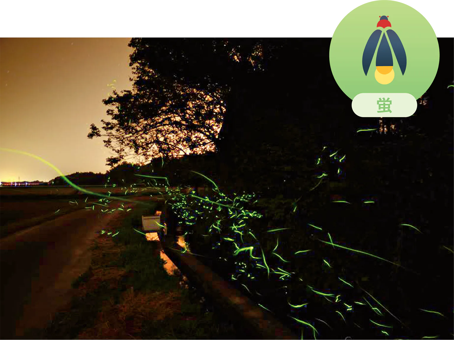 いだ川、年の神川の蛍の画像