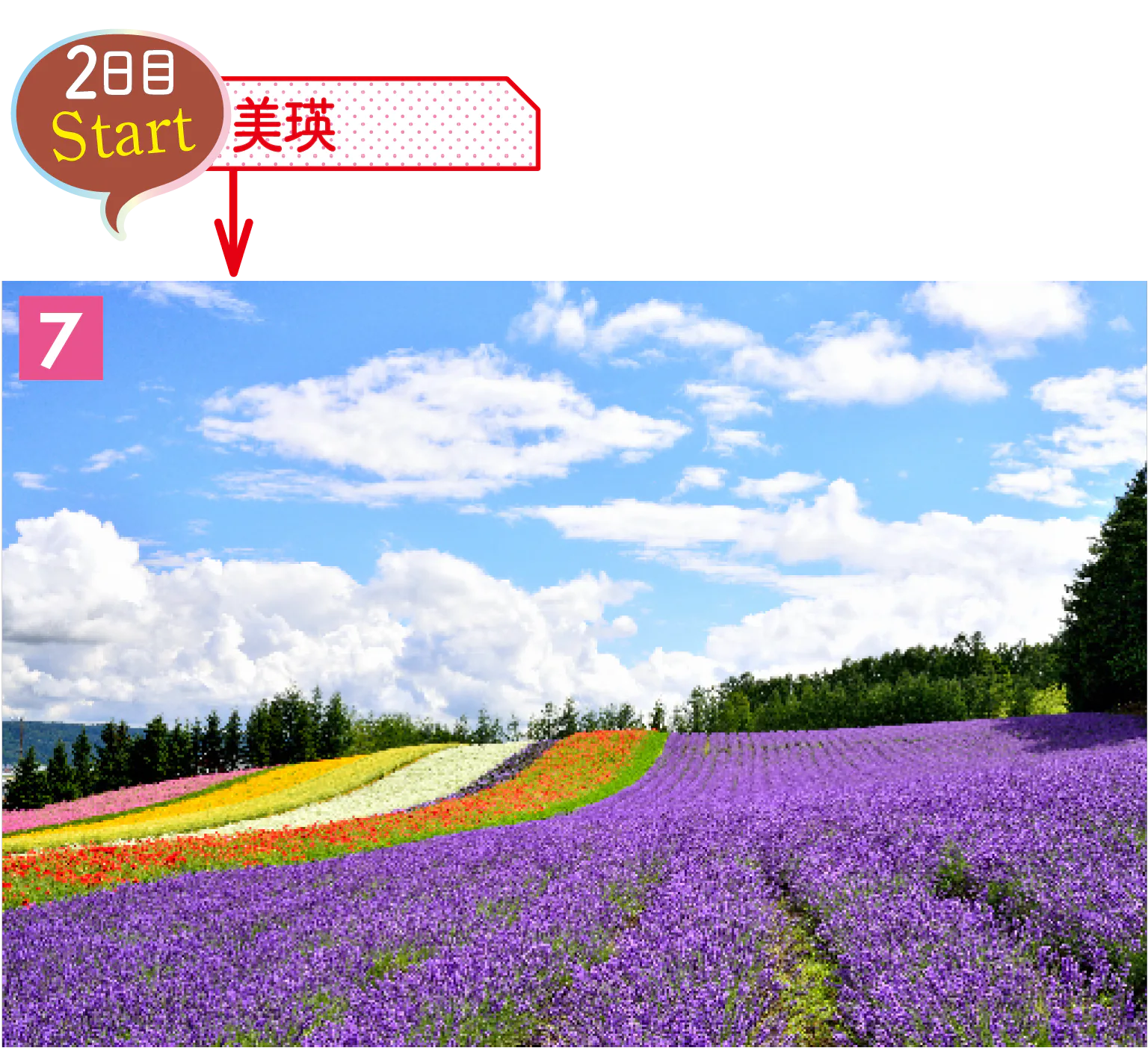 一面が紫色に覆われるラベンダー畑は、見ているだけで癒やされるの画像