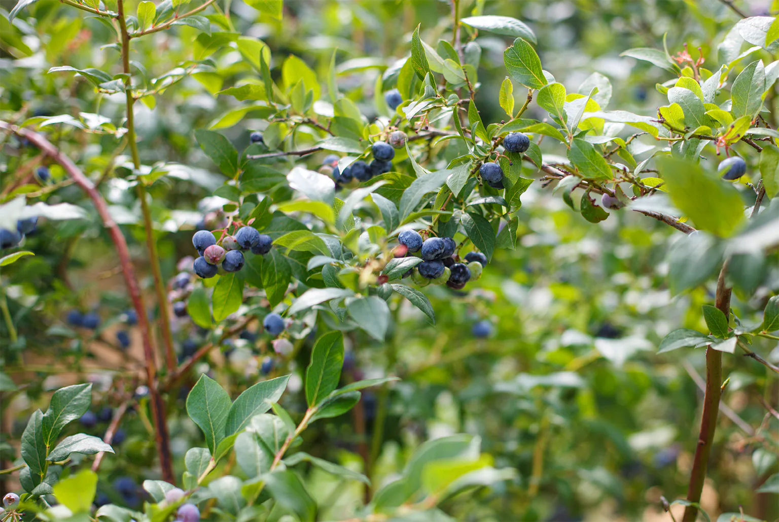 ベリー類の画像