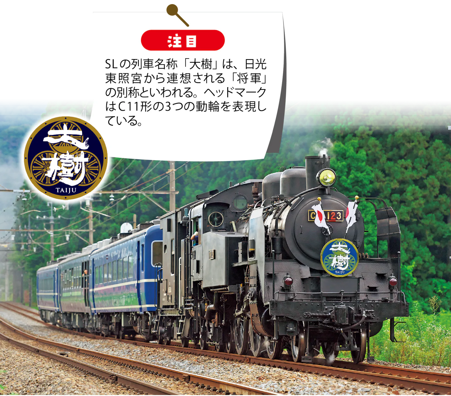 SL 大樹の画像