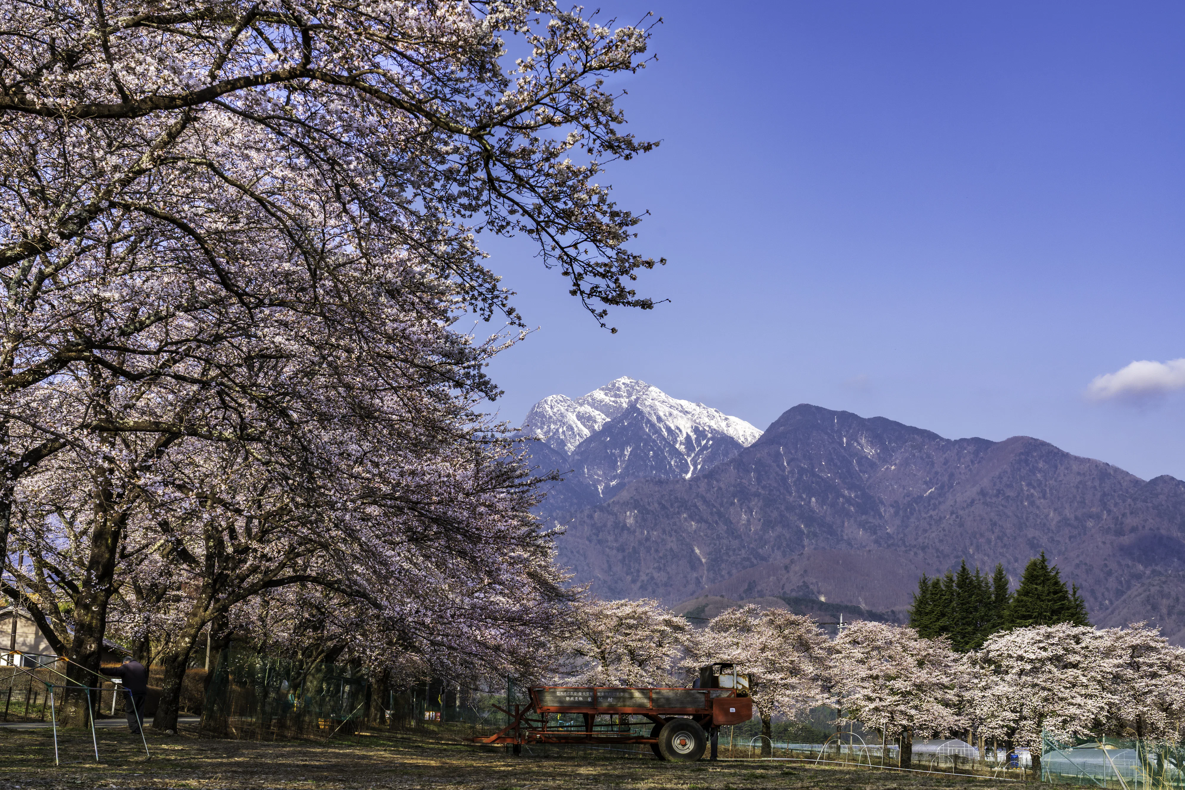 (画像)眞原桜並木