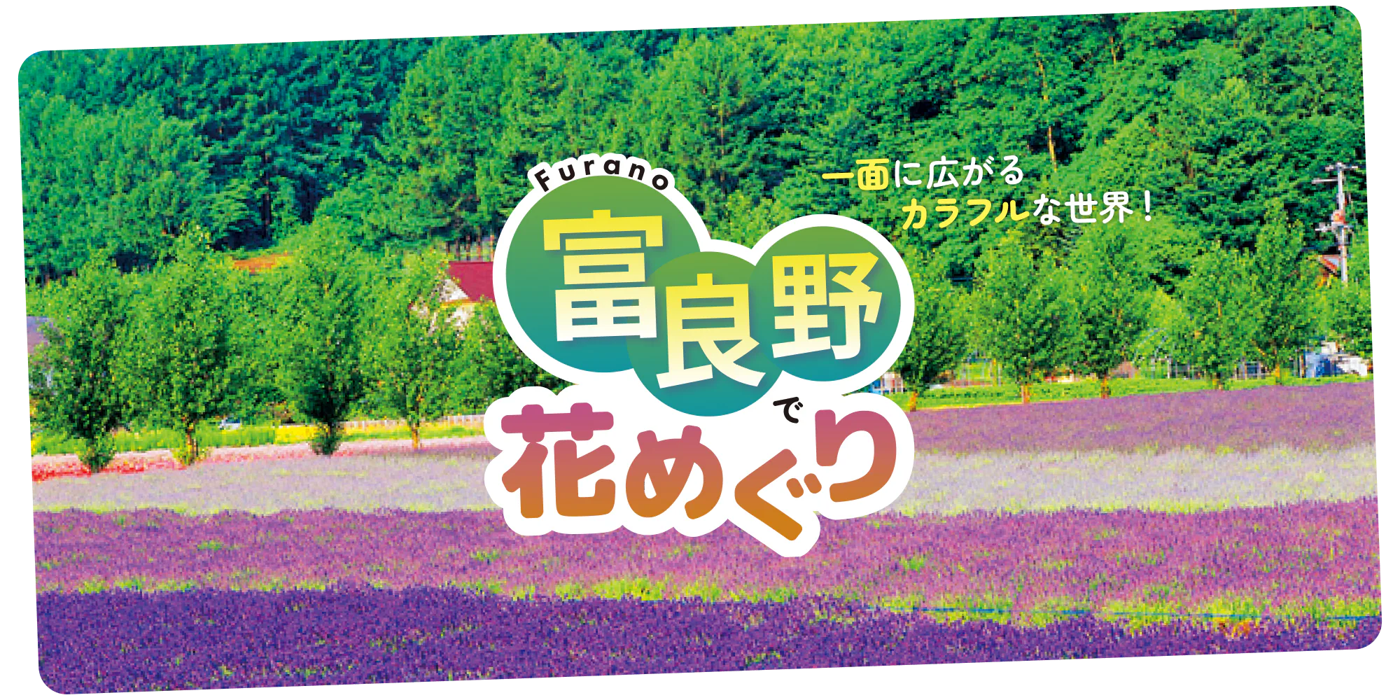 一面に広がるカラフルな世界！富良野 花めぐり