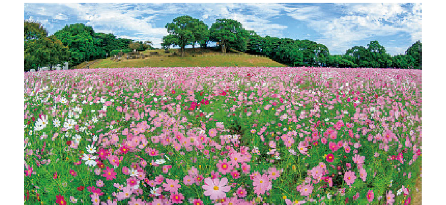 展海峰展望台下の公園には花畑が広がっている