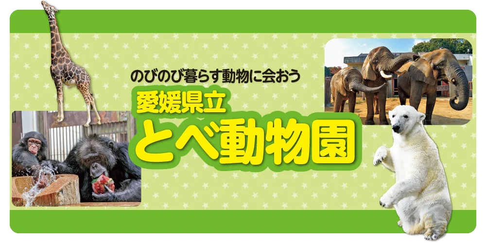 愛媛県立とべ動物園のみどころを紹介！ホッキョクグマのピースやアフリカゾウのほか、グッズなども