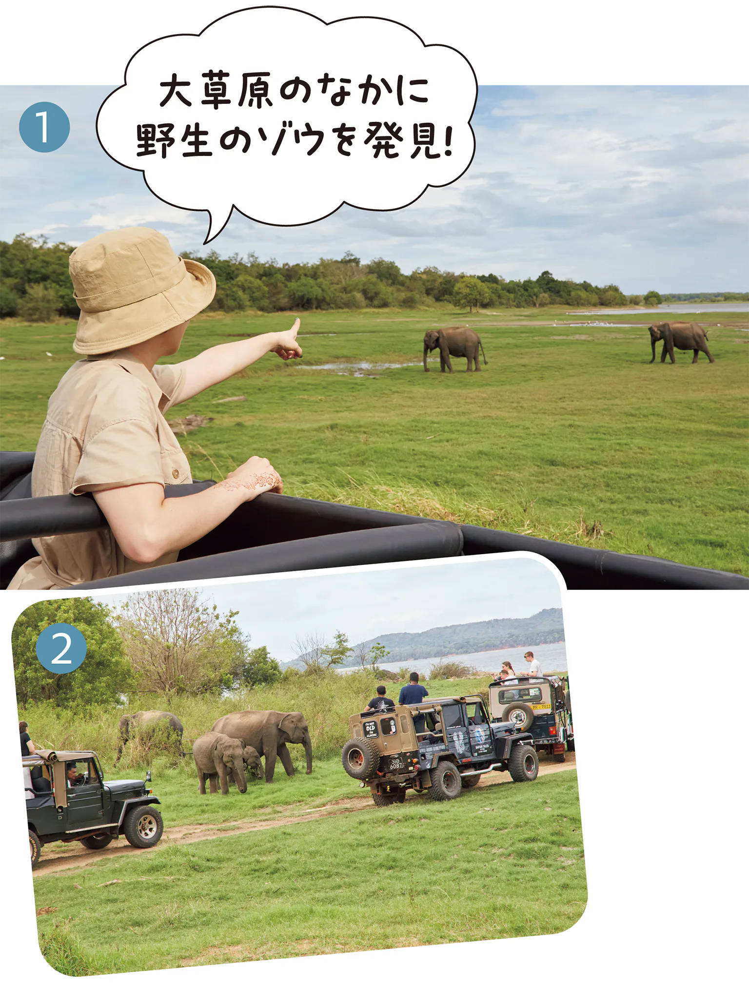 ゾウの群れの画像