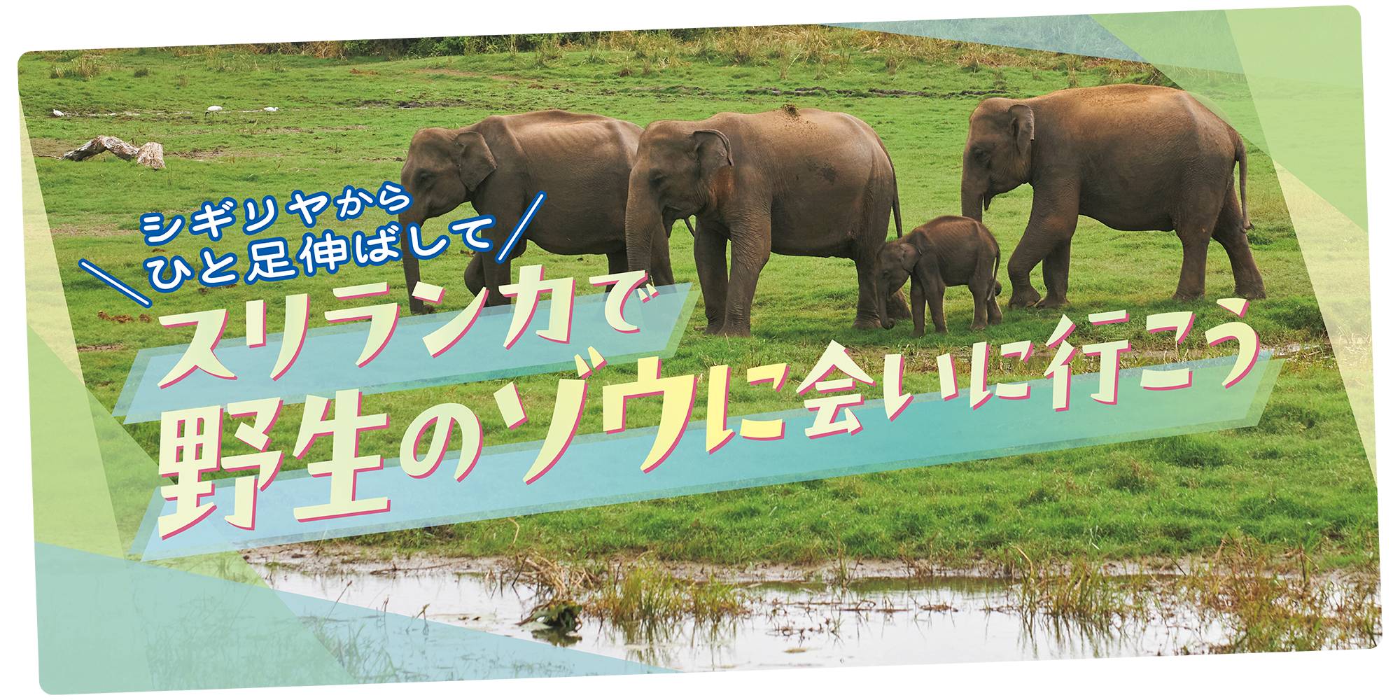 スリランカ】野生のゾウ｜シギリヤ周辺でゾウに会えるおすすめツアーを 