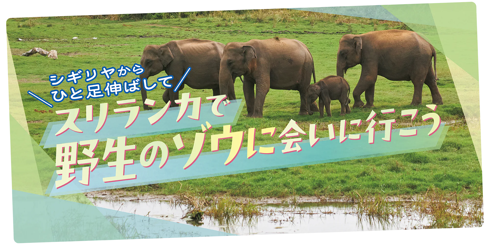 【スリランカ】野生のゾウ｜シギリヤ周辺でゾウに会えるおすすめツアーを紹介