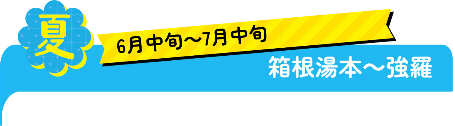 夏　6月中旬〜7月中旬　箱根湯本〜強羅