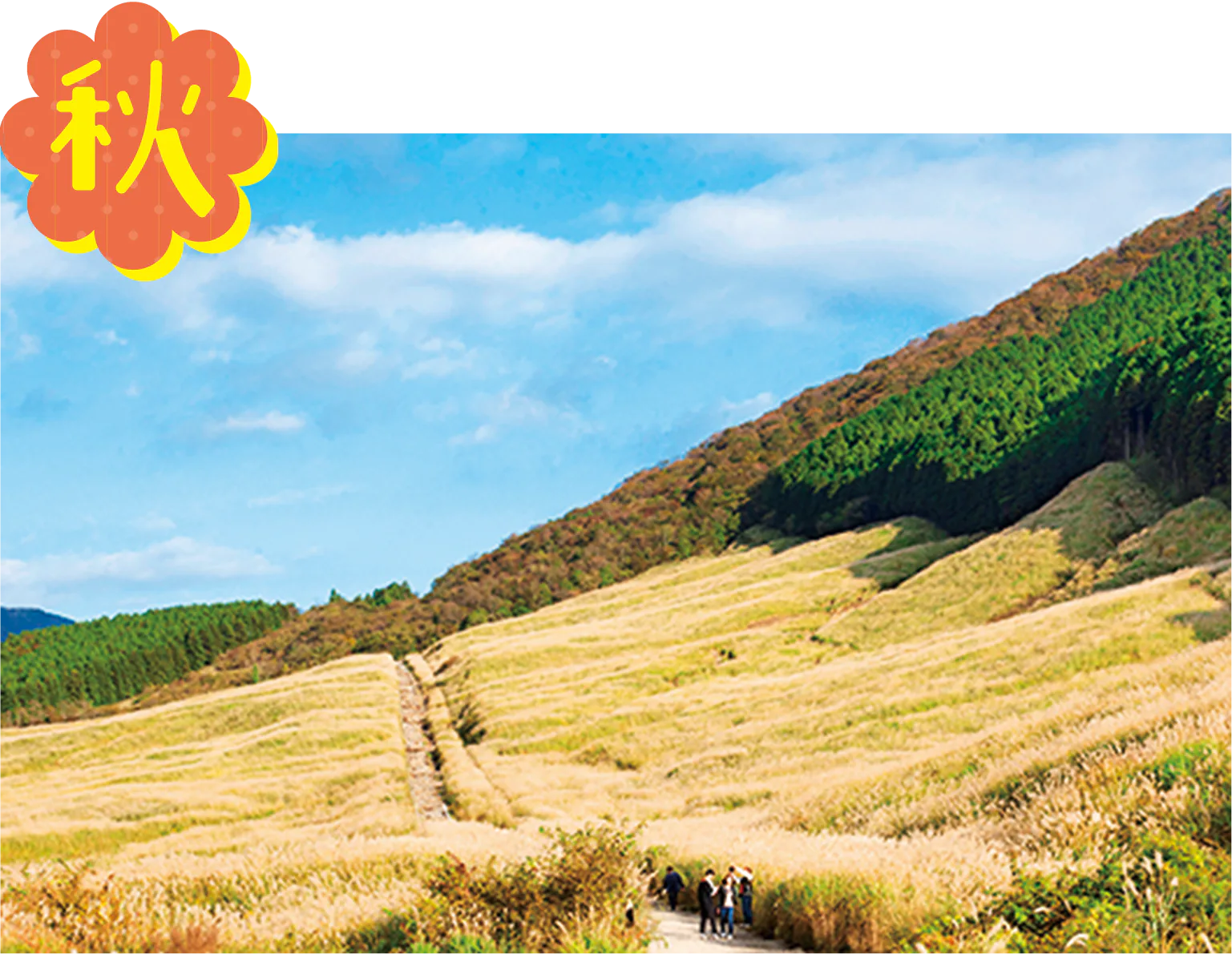 すすき草原の画像