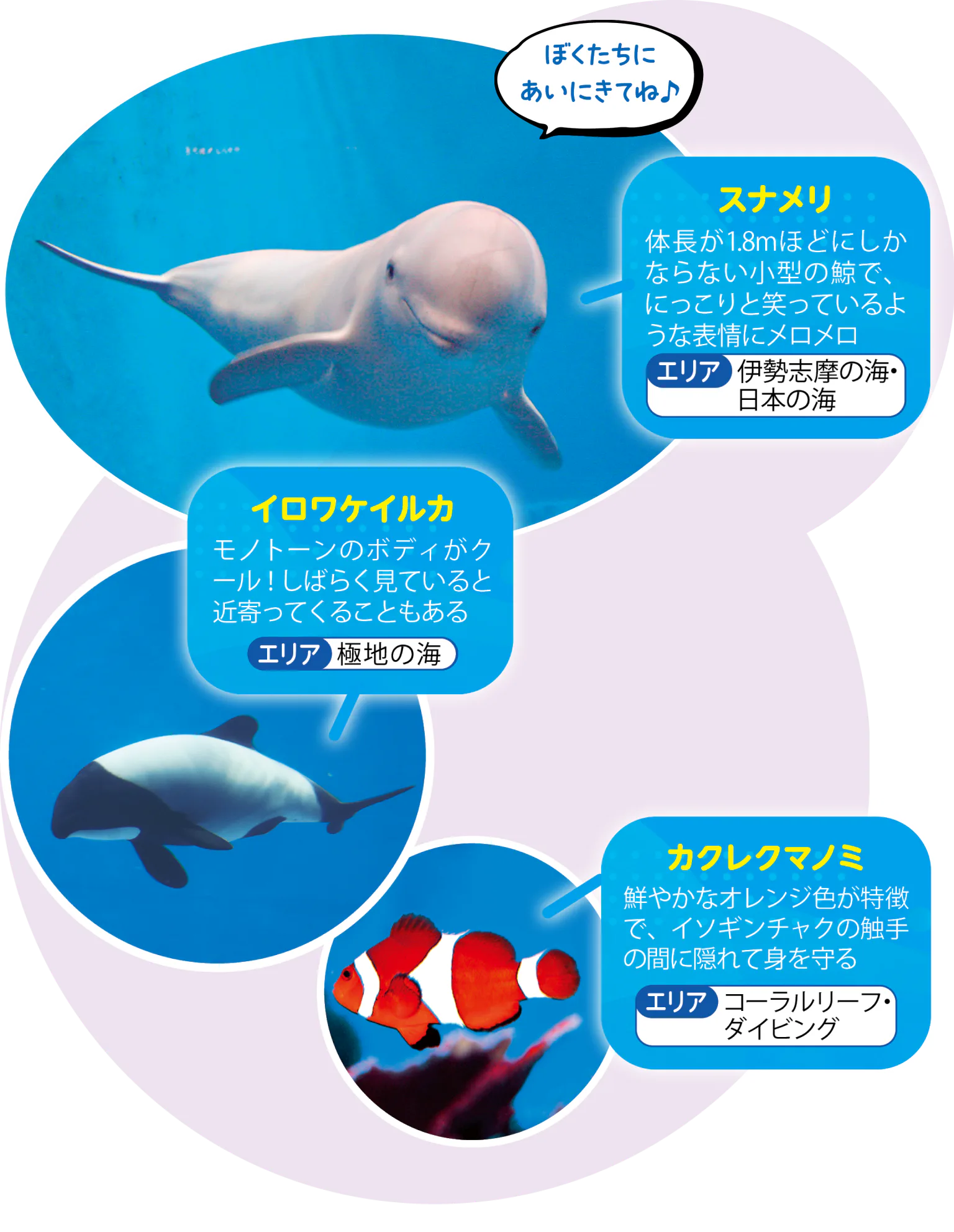 スナメリ、イロワケイルカ、カクレクマノミの画像