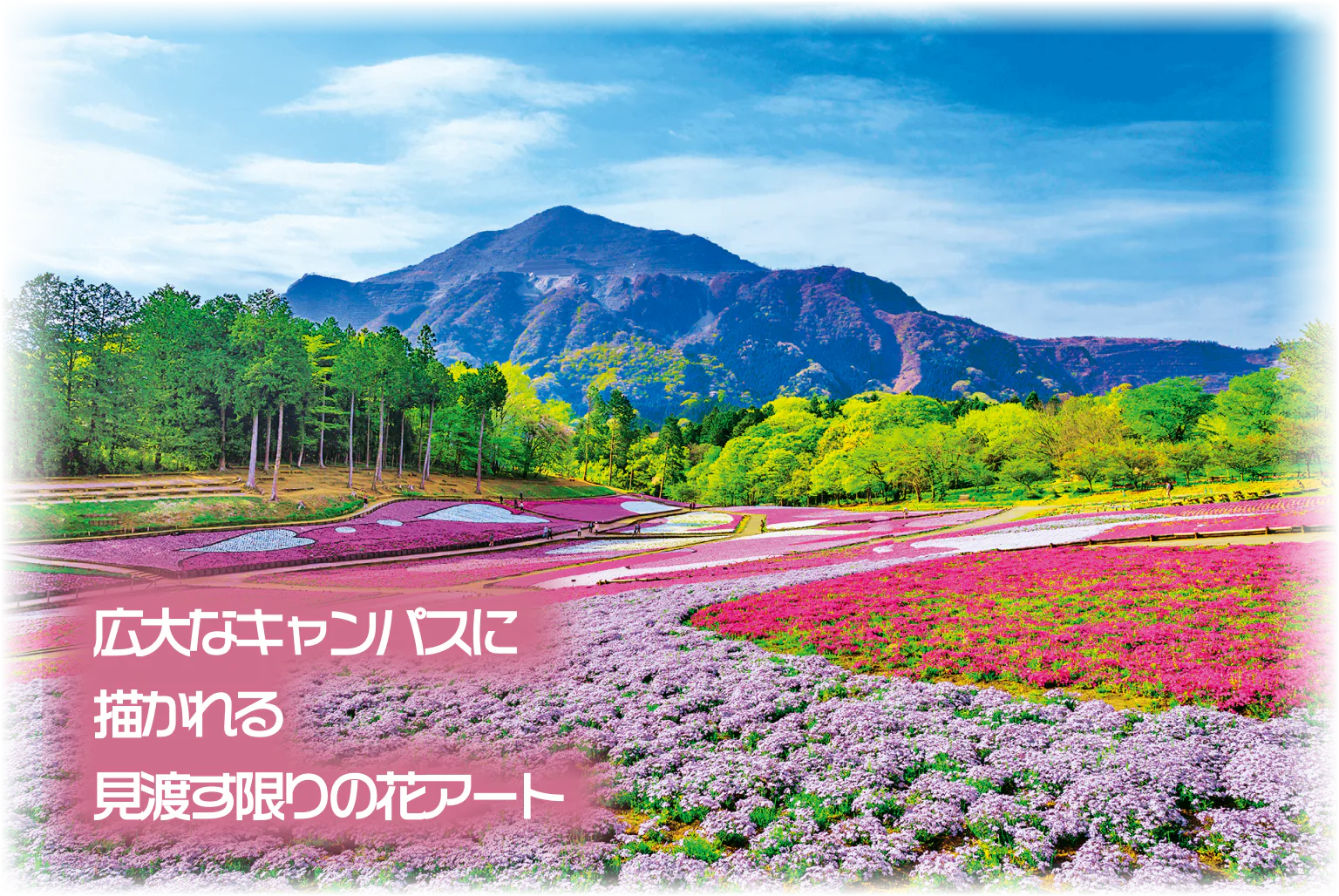 羊山公園 芝桜の丘の紹介画像