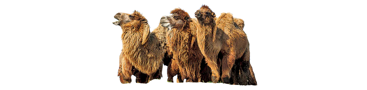 フタコブラクダの画像