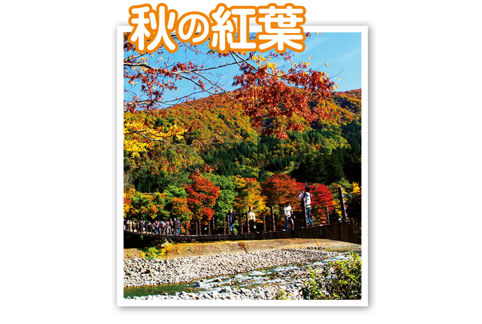 紅葉の画像