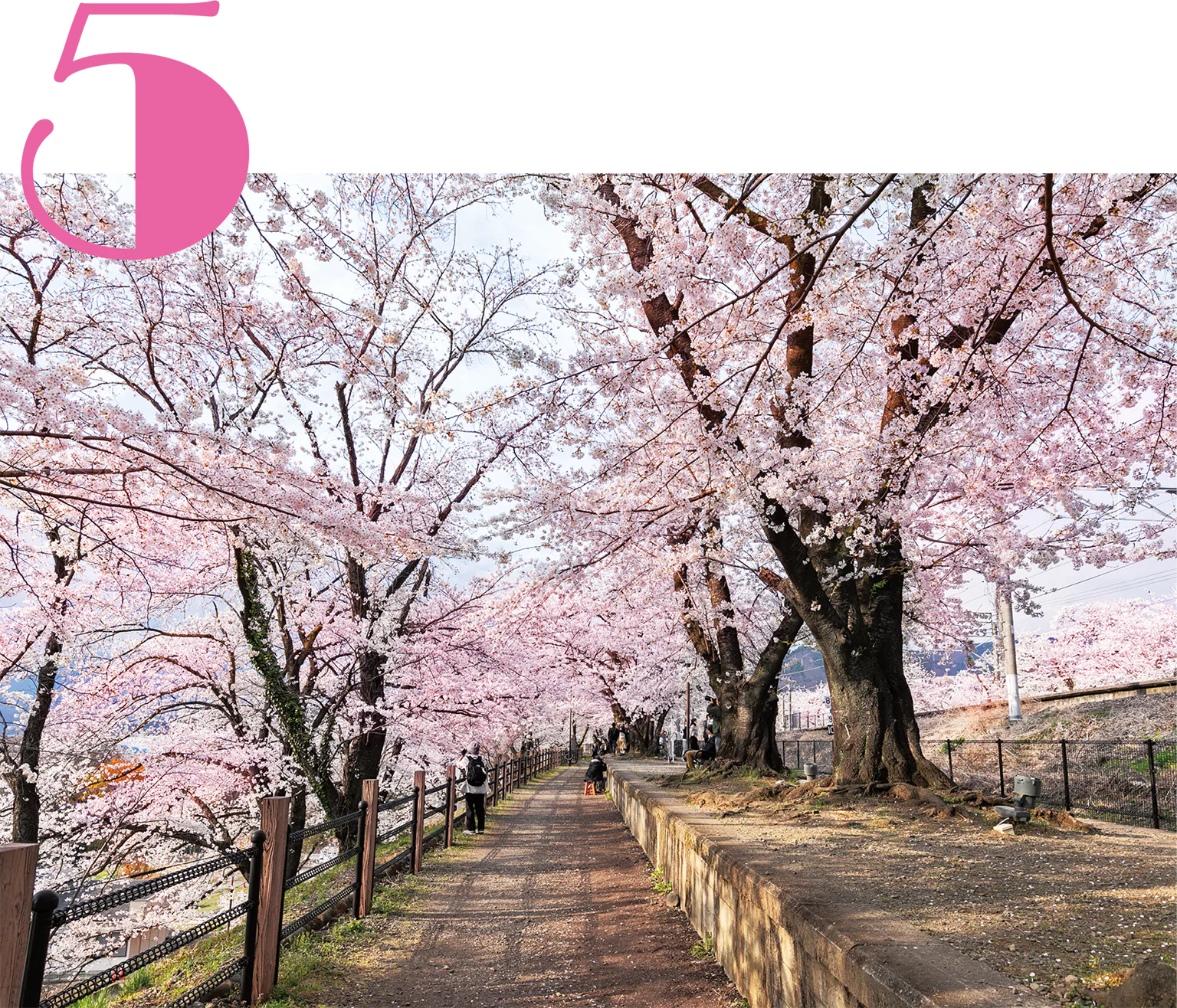 甚六桜公園の画像