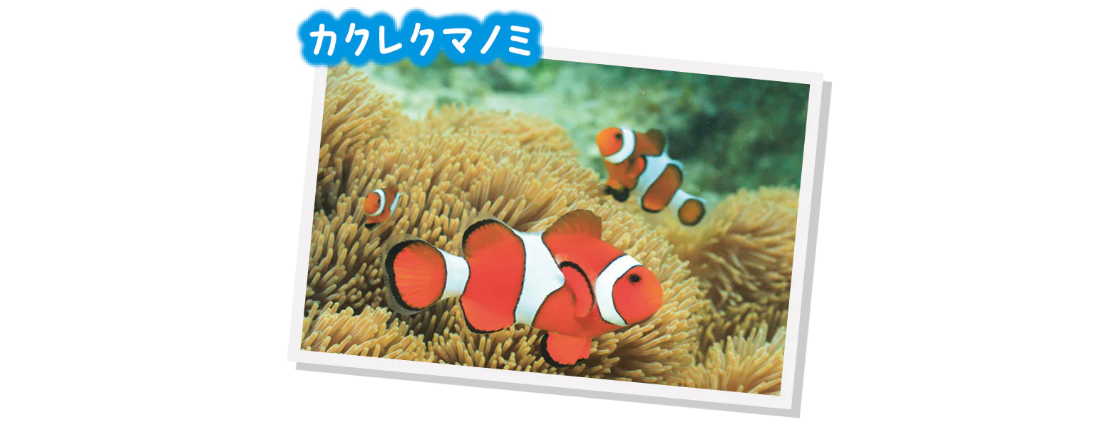 カクレクマノミ