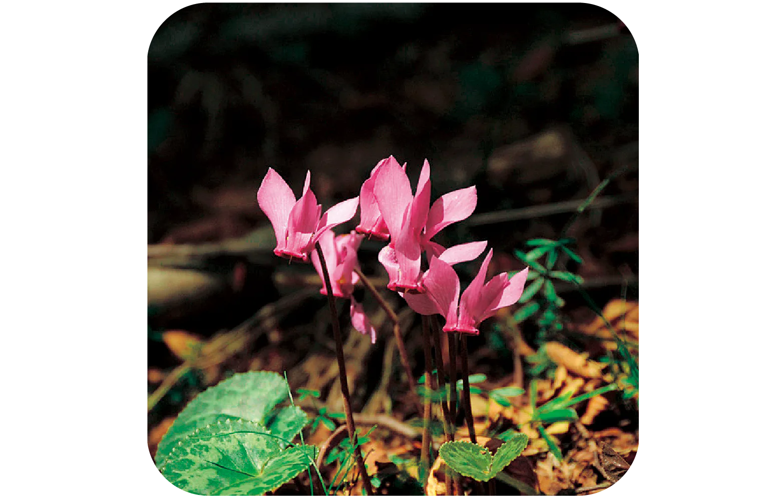 シクラメンの画像