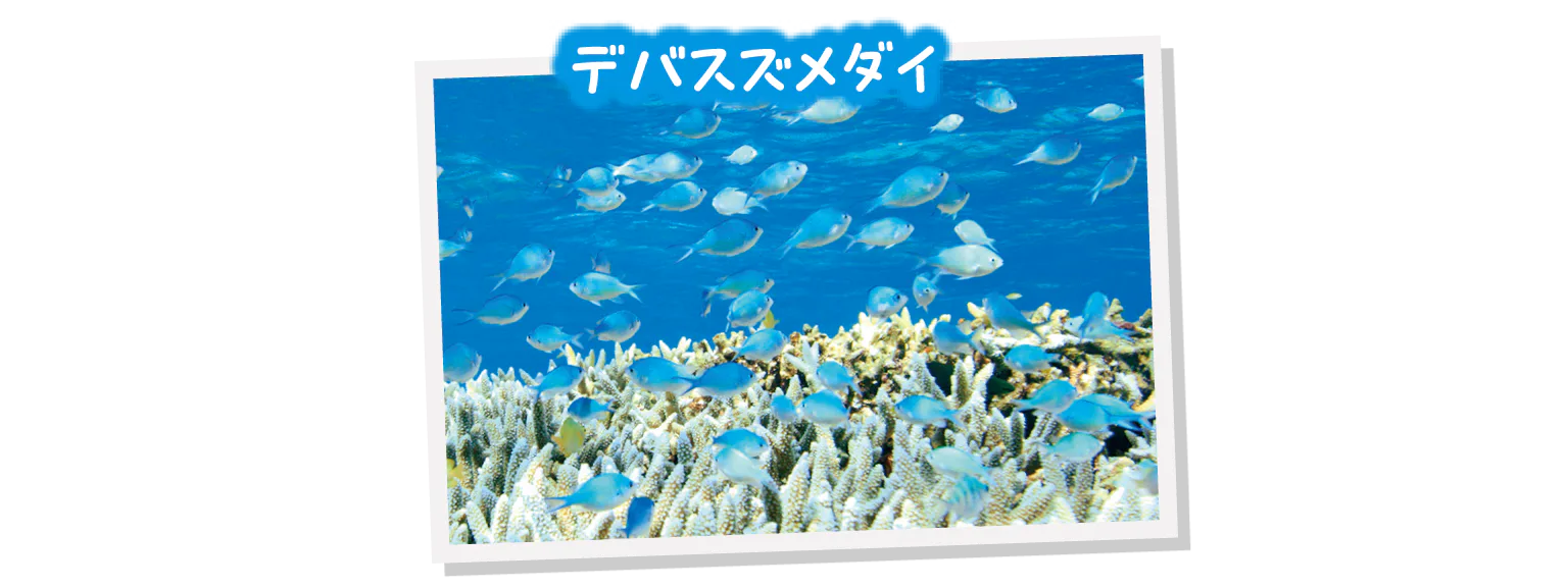 デバスズメダイ