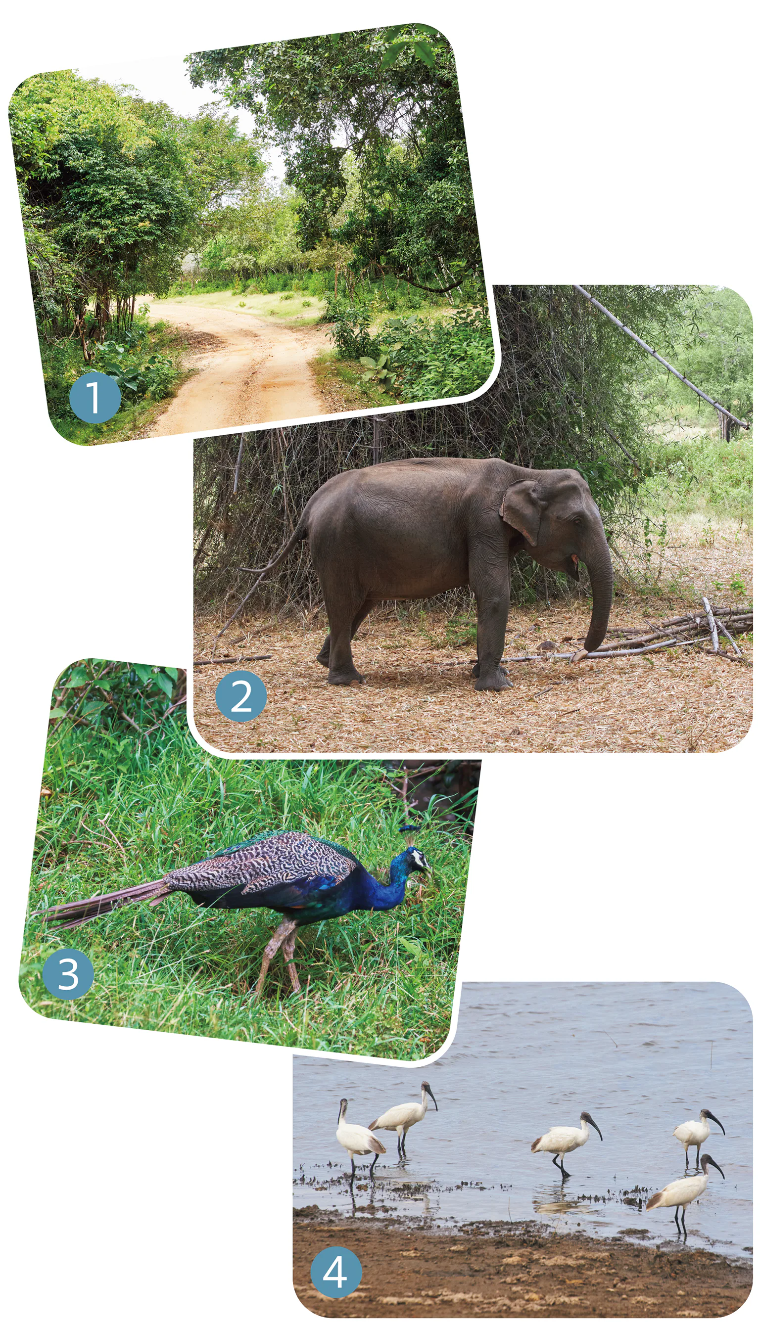 ゾウや動植物の画像