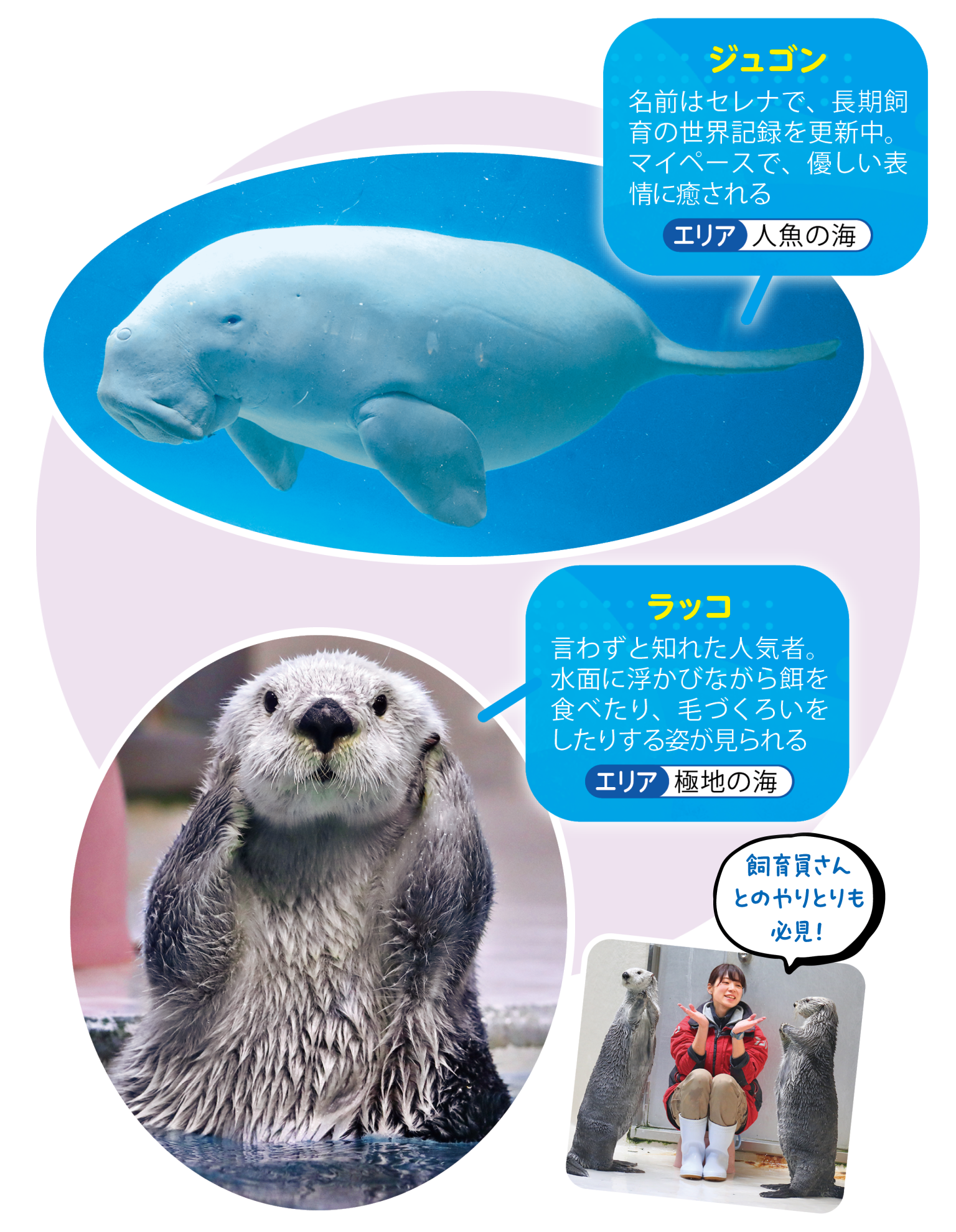 三重】鳥羽水族館の見どころ5選｜ショーやパフォーマンス・おみやげ