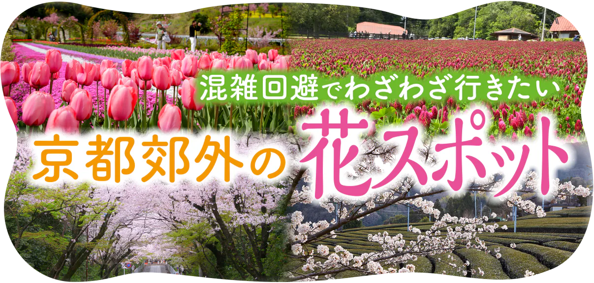 【PR】京都郊外の花スポット  │  混雑回避でわざわざ行きたい花の名所。三室戸寺や柳谷観音楊谷寺のあじさい、大原野神社の千眼桜など
