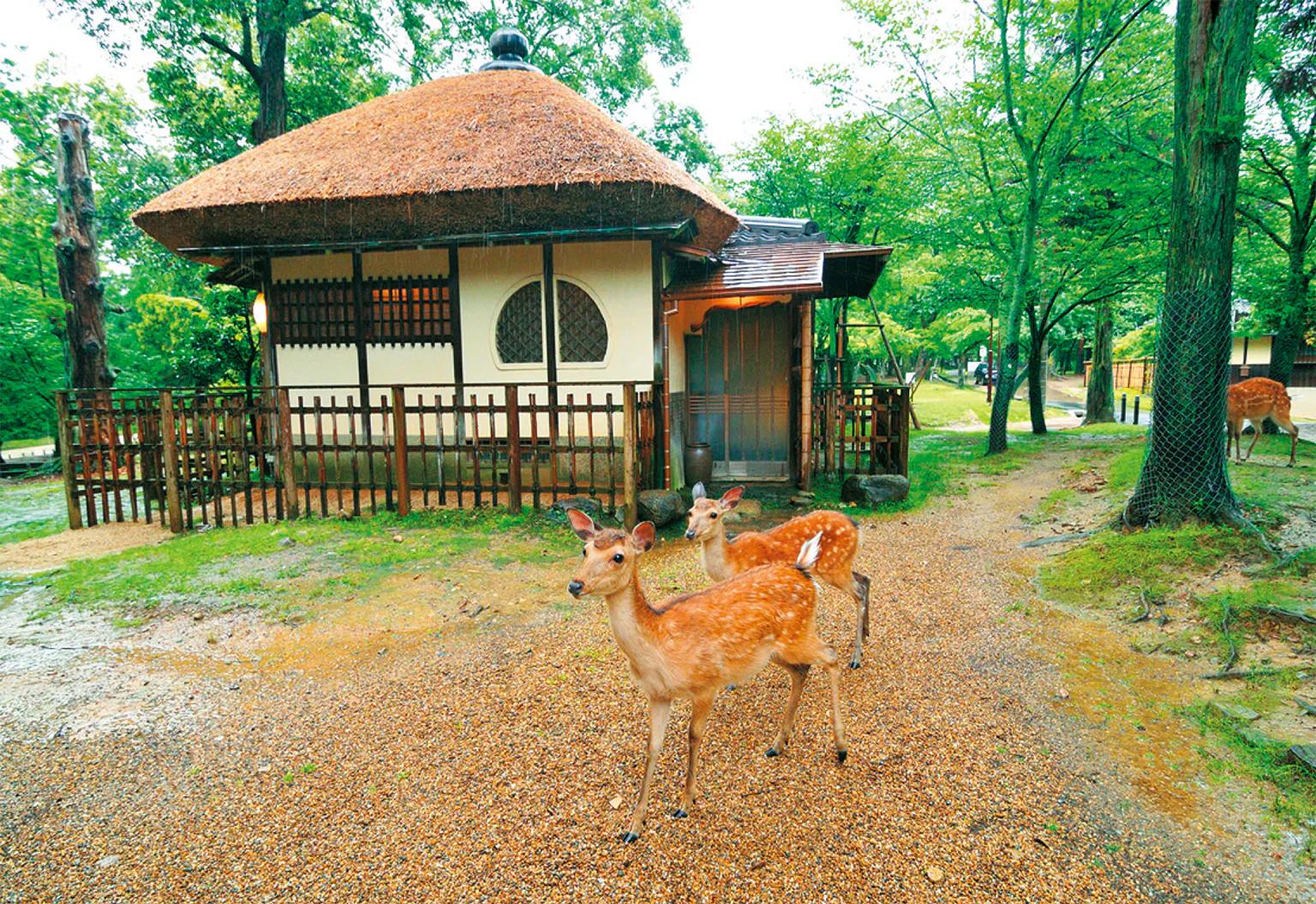 （画像）客室の すぐそばまで 鹿がやってくる という、鹿好き にはたまらない ロケーション
