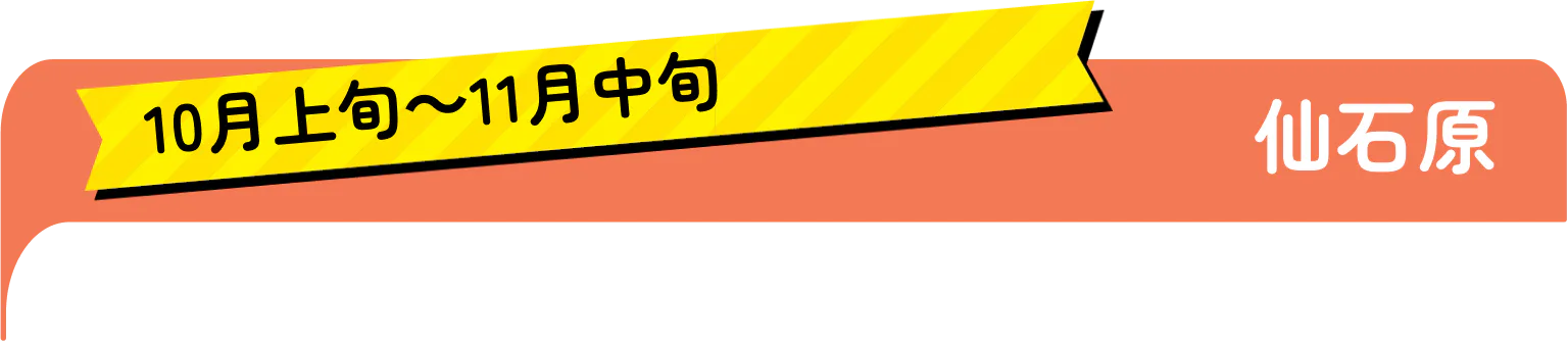 10月上旬〜11月中旬　仙石原