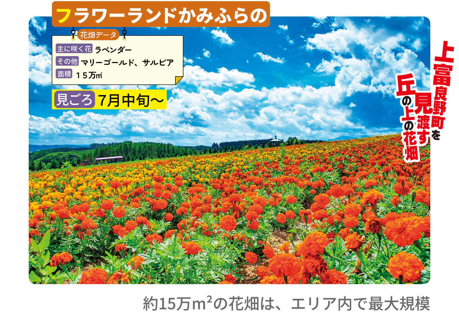 富良野盆地を見渡す丘の上の花畑　フラワーランドかみふらの