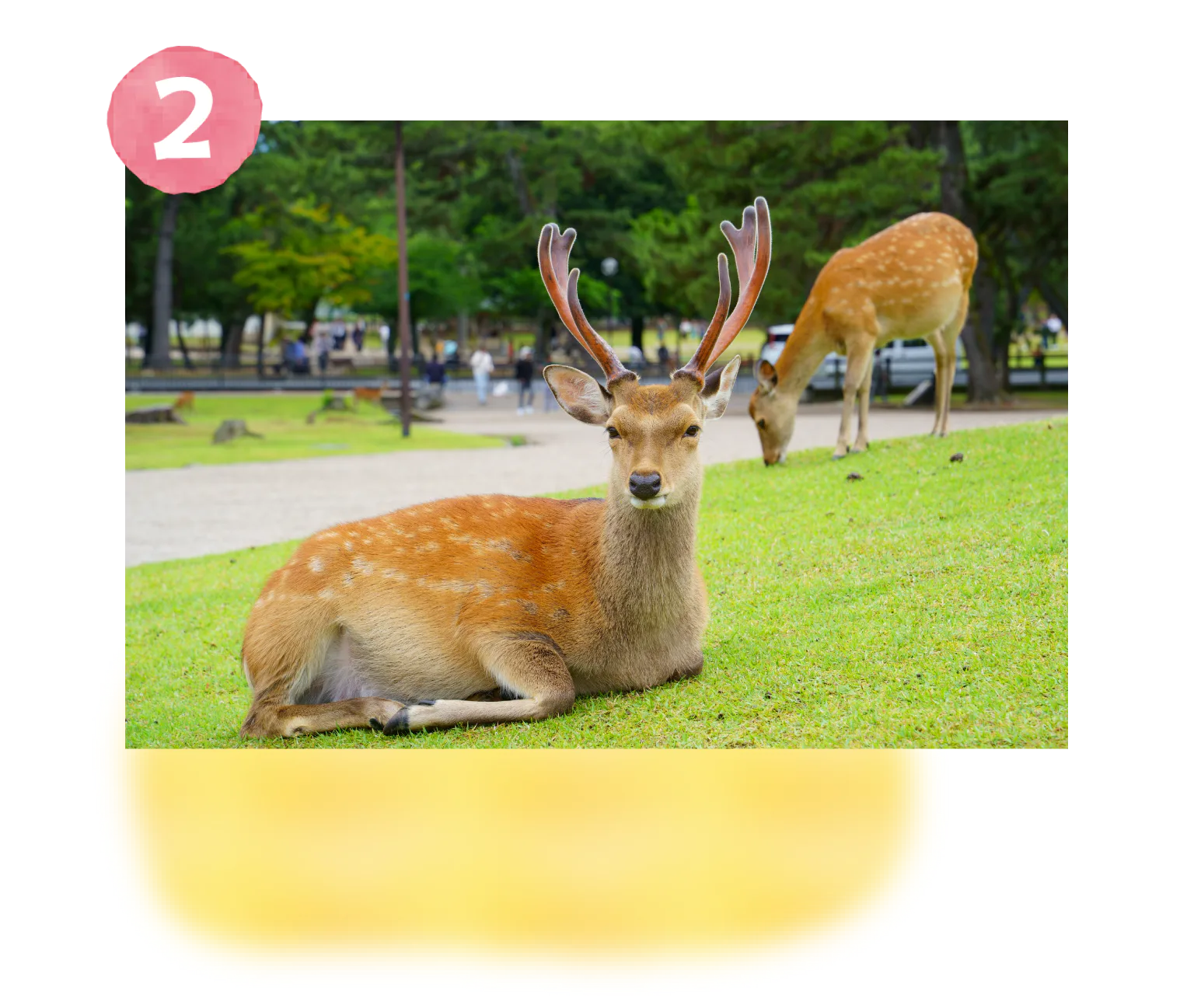 広々と緑豊かな 奈良公園で鹿と遊ぶ♡の画像