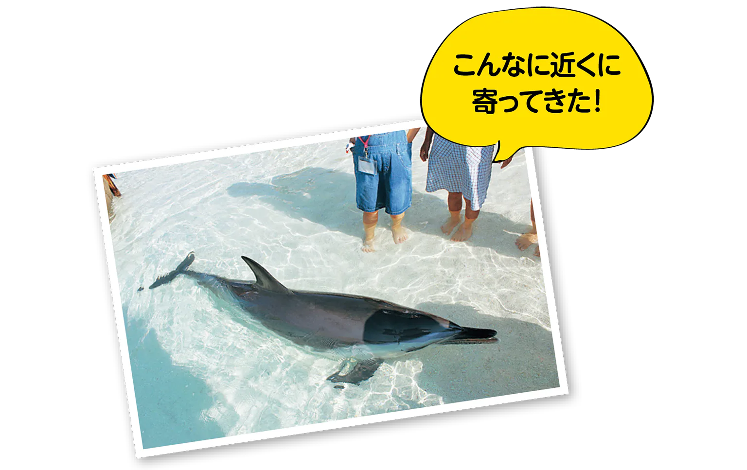 近くに寄ってきたイルカの画像