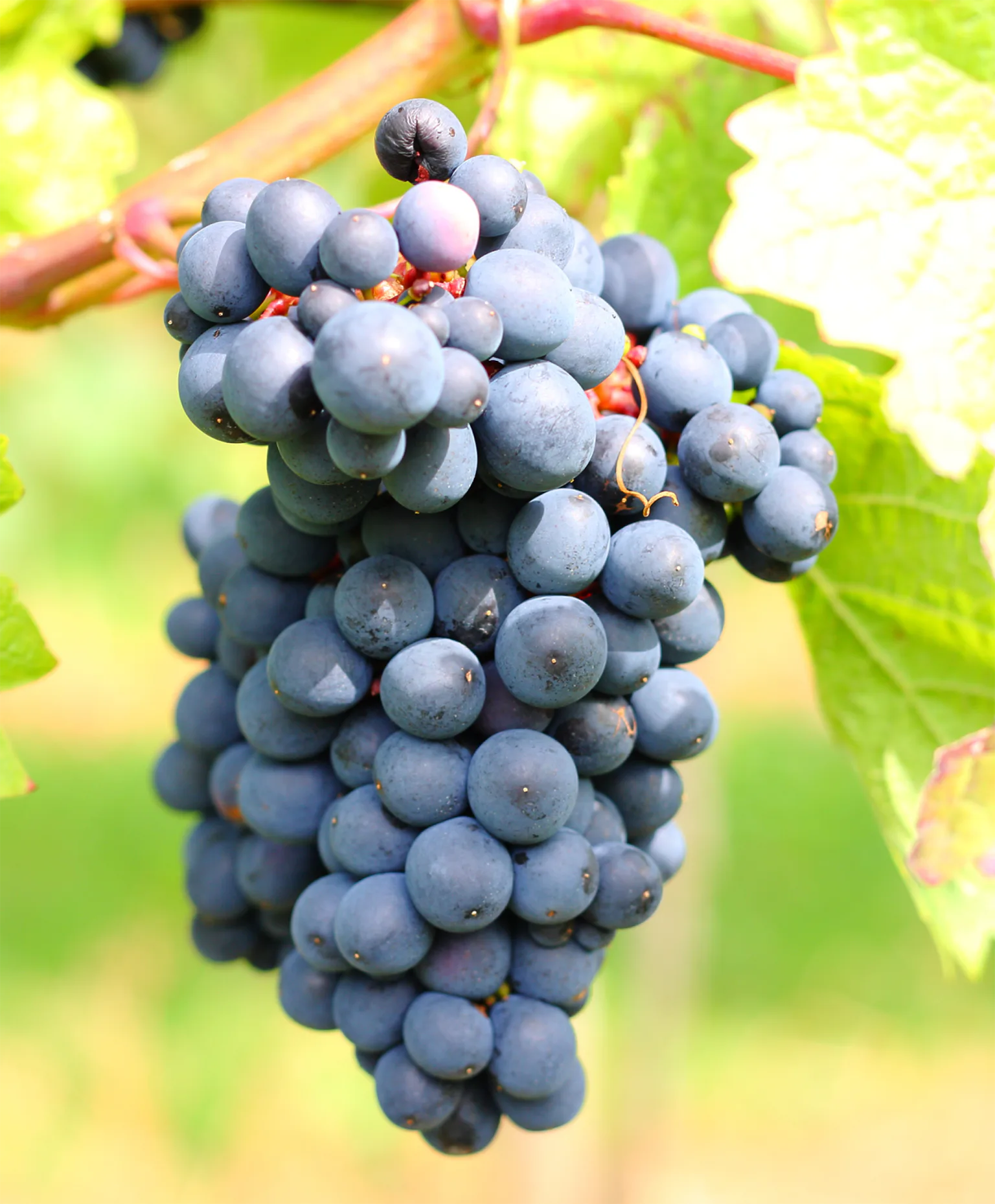 ブドウの画像(ダミー)