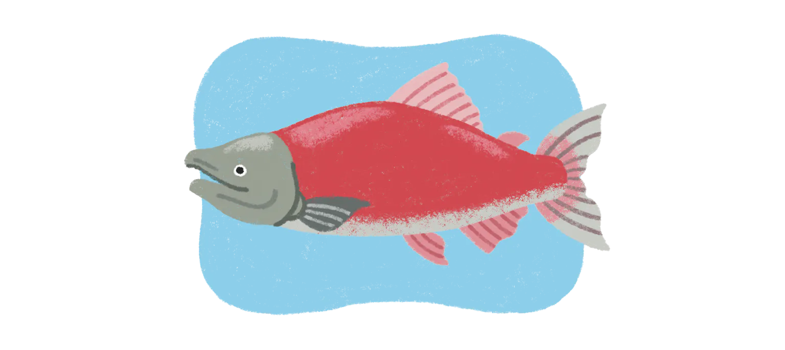 ソッカイ・サーモンの画像