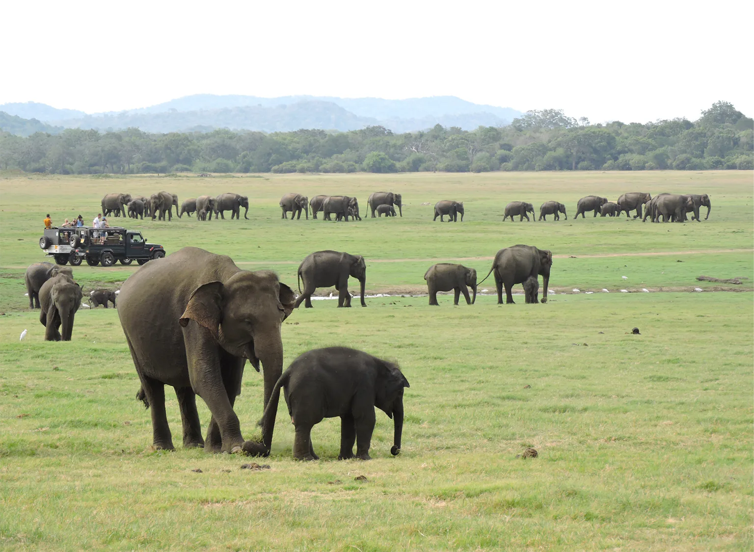 ゾウの群れの画像