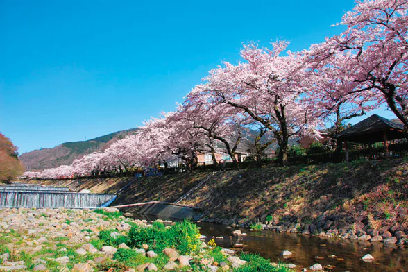 早川堤の桜の画像