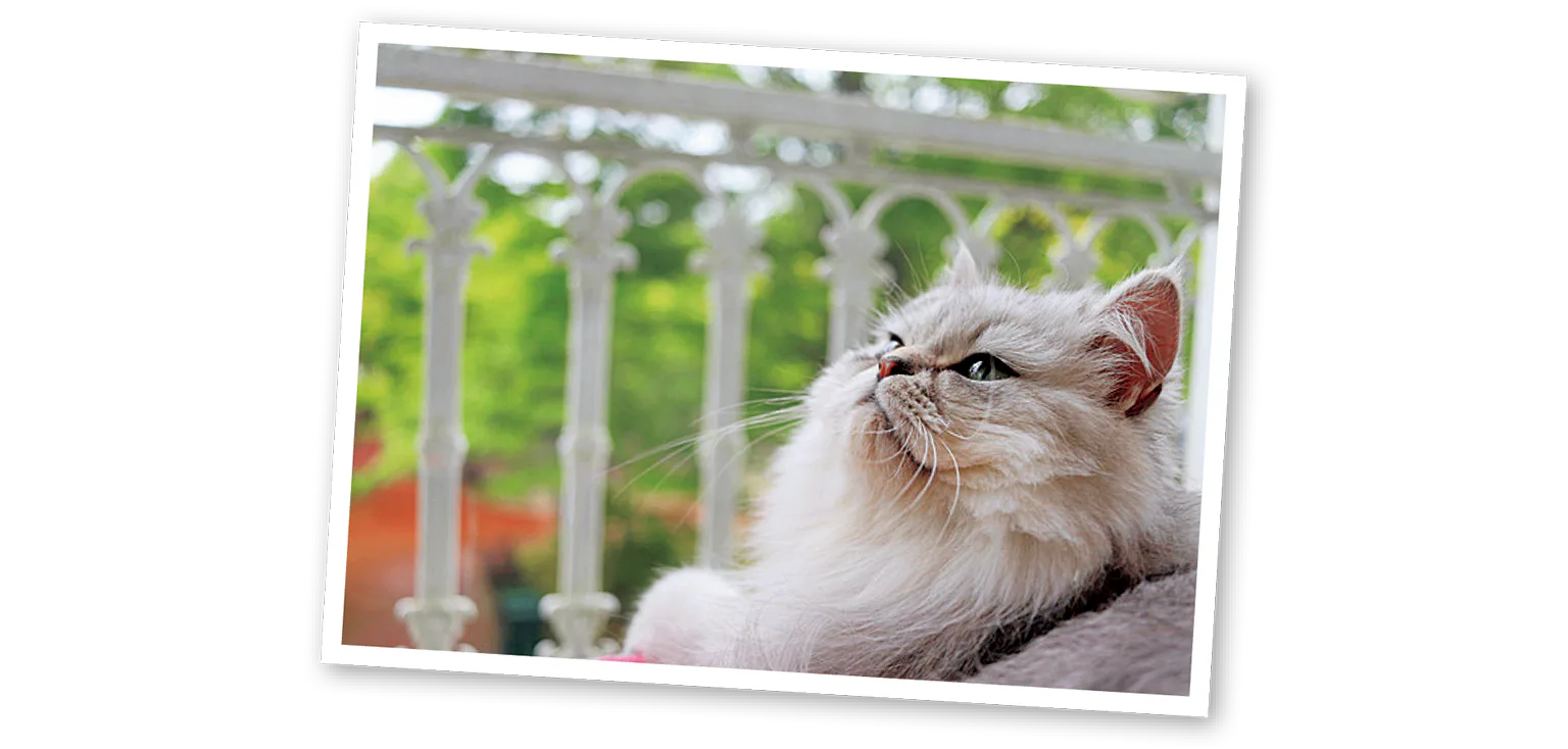 世界の猫を集めたキャットサロンの猫の画像