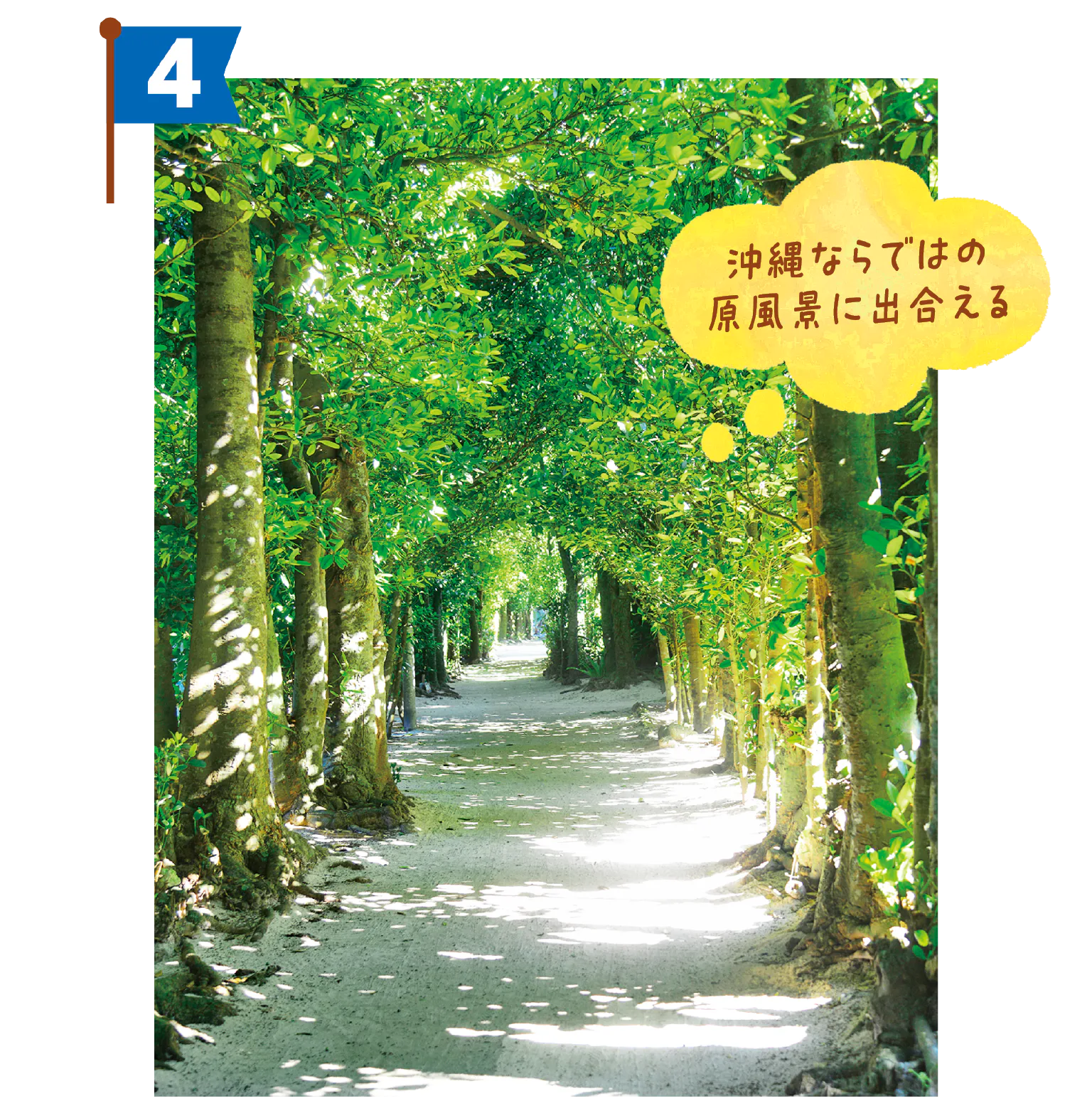 備瀬のフクギ並木をお散歩の画像