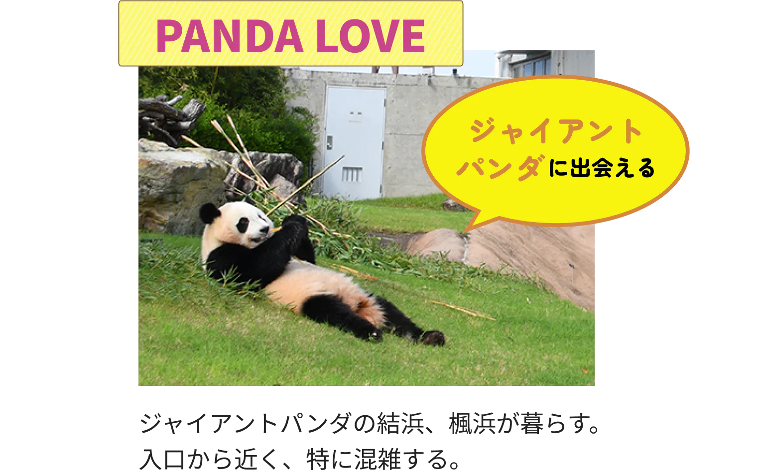 PANDA LOVE ジャイアントパンダに出会える