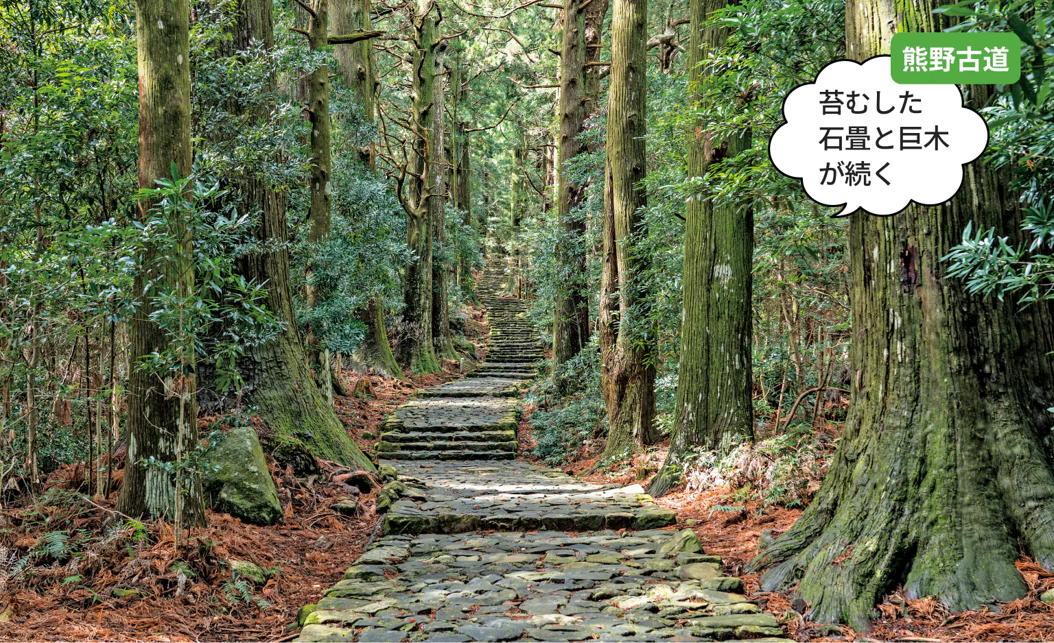 熊野古道：苔むした 石畳と巨木が続く