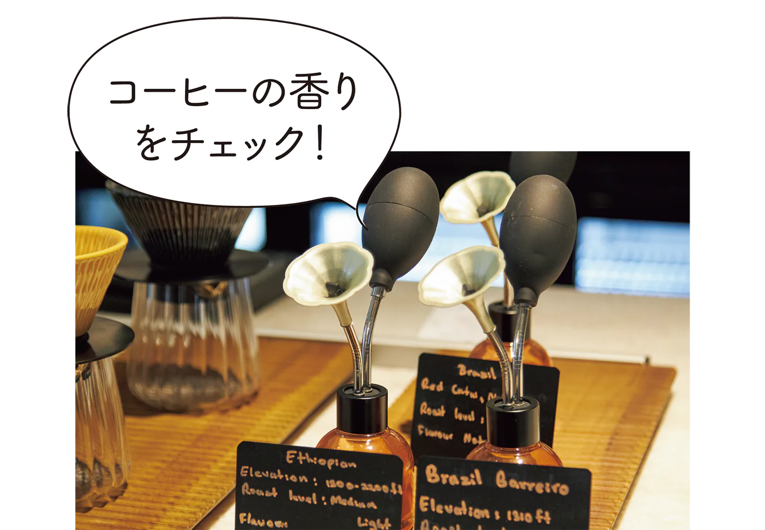 キリ・コピの画像