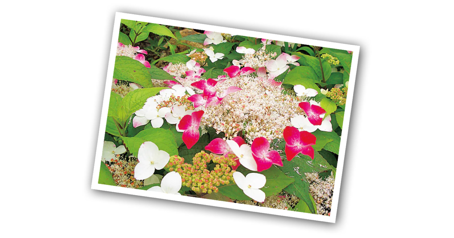 ヤマアジサイなどの画像