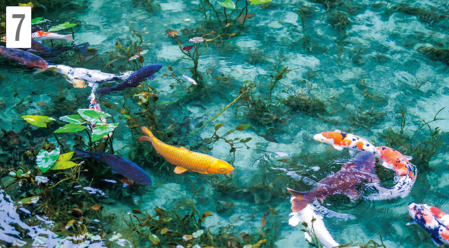 絵画のように美しい名もなき池の画像