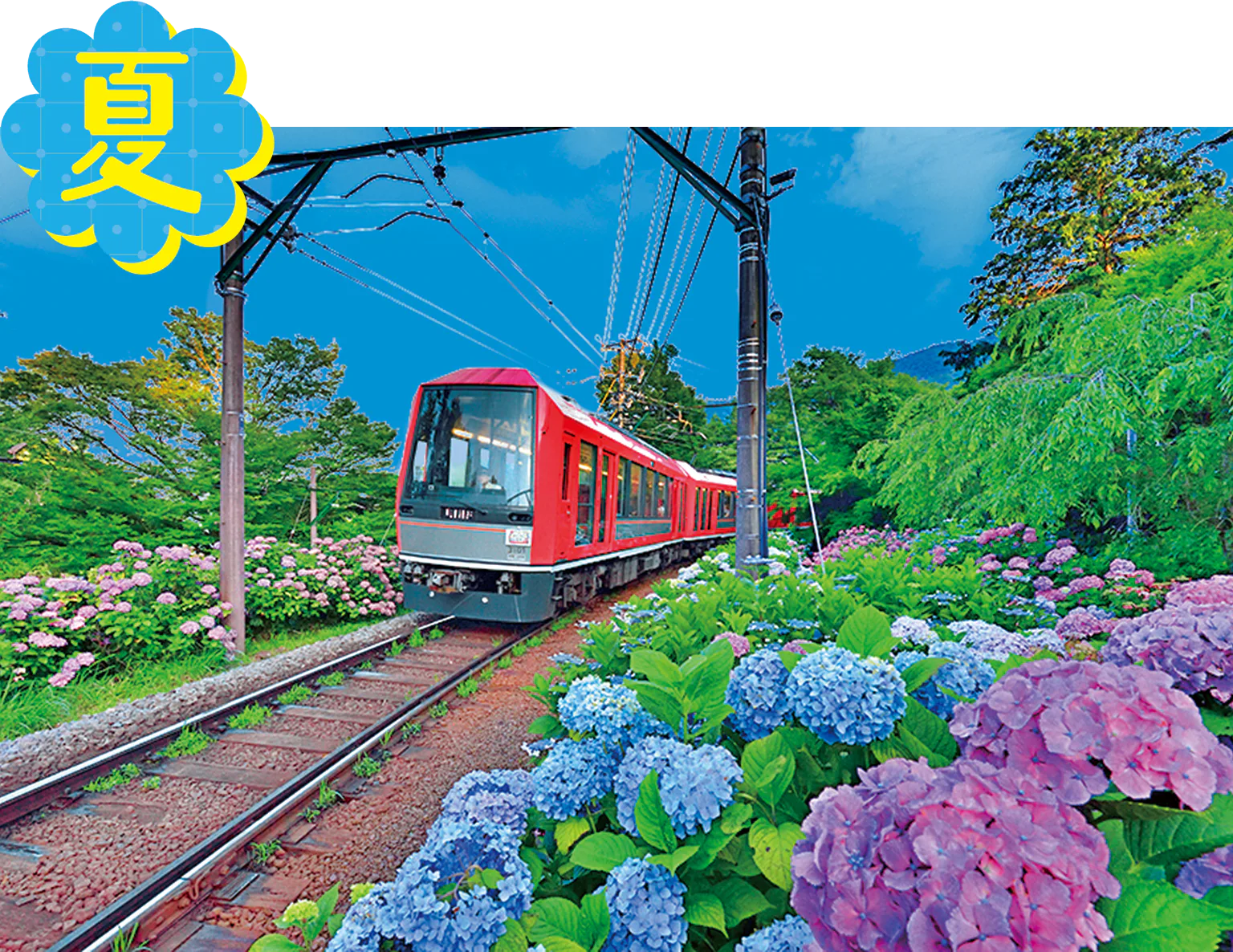 あじさい電車の画像