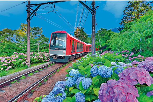 あじさい電車の画像