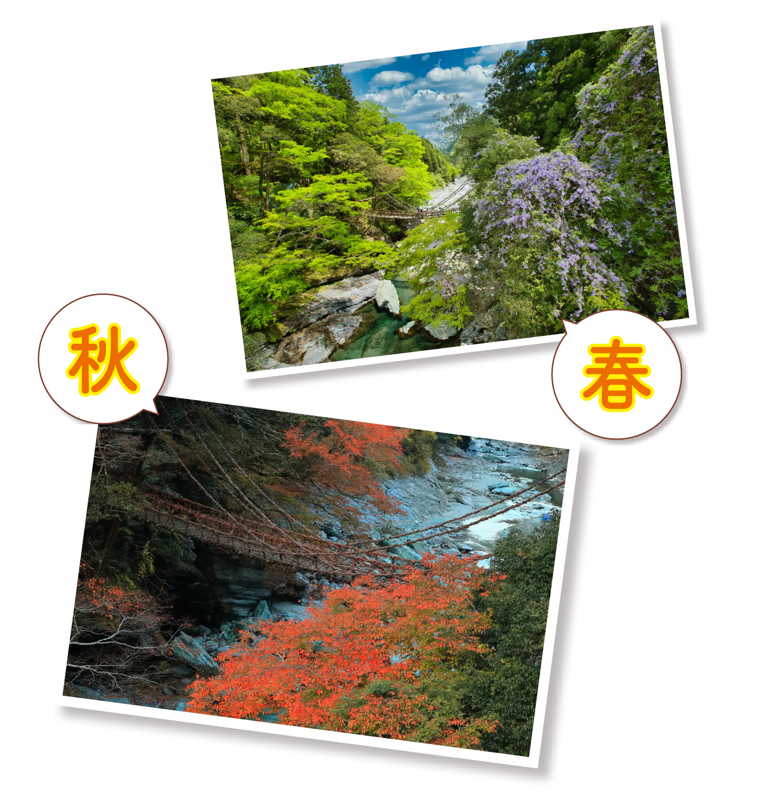 祖谷のかずら橋の春/秋の画像
