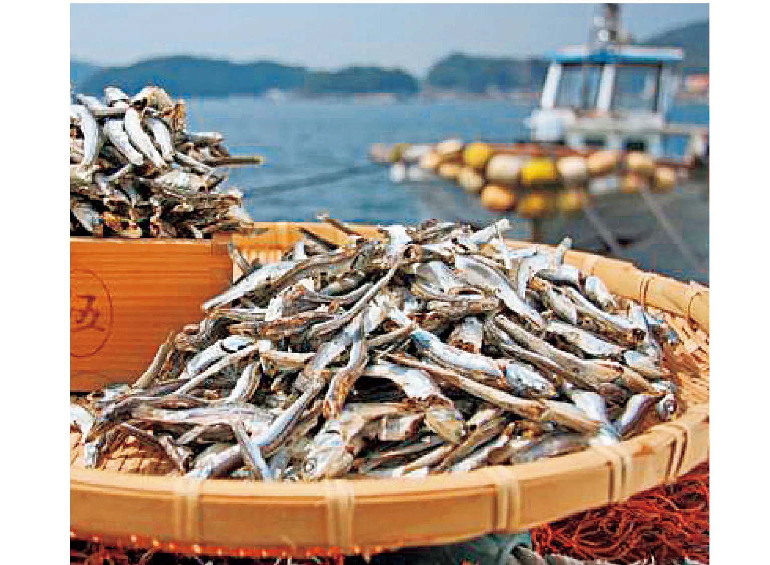 九十九島いりこの画像