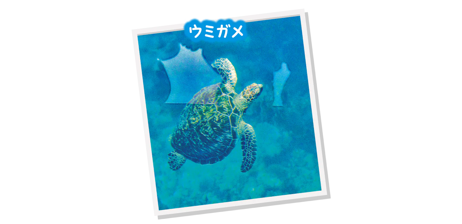 ウミガメ